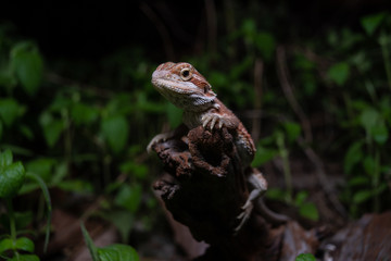Pogona or also known as bearded dragon stays on cork woods with green nature background at night.