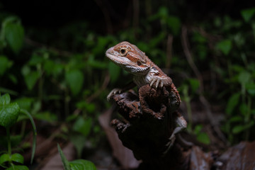 Pogona or also known as bearded dragon stays on cork woods with green nature background at night.