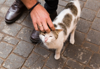 A man caressing a stray cat
