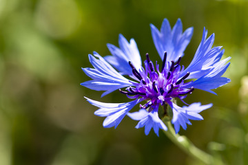 Fiore blu