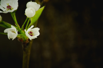 White flowers against a dark background