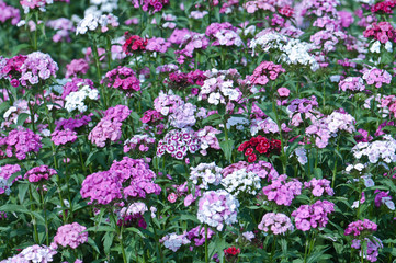 Obraz premium More types of flowers in the summer