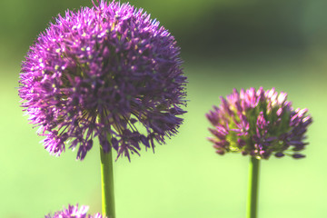 Allium, lila, grün