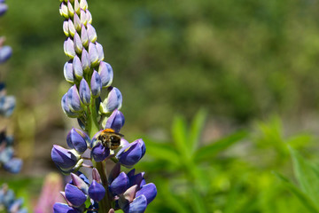lupins in the spring garden