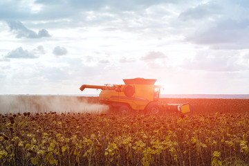 Fototapeta premium Combine in a field, on the sunrise in a sunny rays. Harvester is cutting ripe, dry sunflowers. Agriculture autumn design concept.