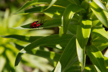red bugs mating on a green leaf