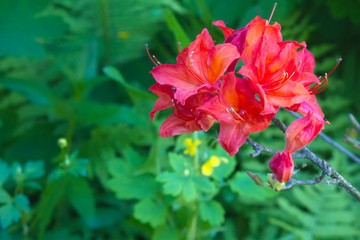 Hydon Dawn in garden