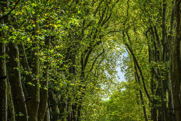 Fototapeta na wymiar Walkway, lane, path with green trees in the forest
