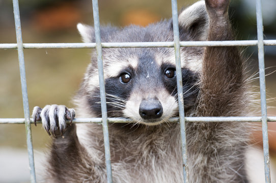 Orso lavatore in cabbia, procione