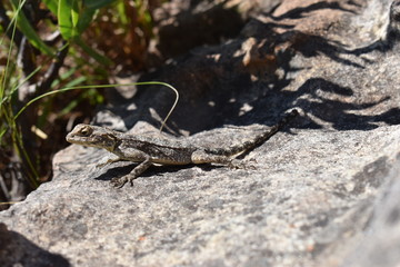 Closeup of a bearded dragon on the plate clip hiking path on the Table Mountain in Cape Town, South Africa