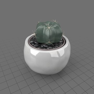 Cactus in a round planter