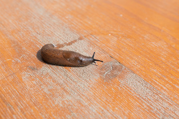 Nacktschnecke auf Holz