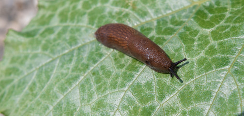 johannisbeere auf Blatt