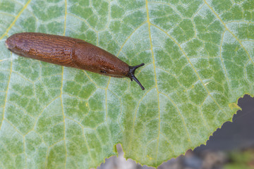 Schnecke - Nacktschnecke auf Blatt