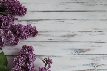 Flowers of lilac.White old background with space for text.Purple color.