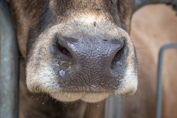 Fototapeta premium Kuhmund nahaufnahme