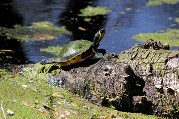 Baby Turtle Sunbathing