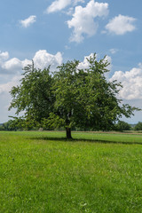 Fototapeta na wymiar Einzelner Baum auf dem Feld im Hochformat
