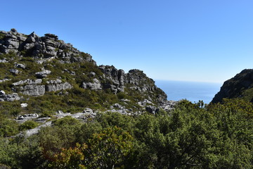 Wonderful nature on the plate clip hiking path on the Table Mountain in Cape Town, South Africa