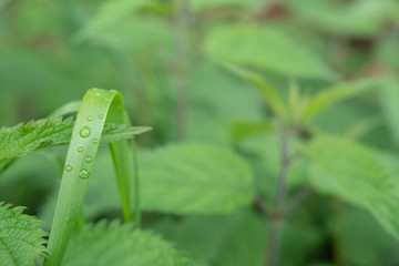 Obraz premium Wassertropfen auf Grashalm mit textfreiem unscharfem Hintergrund