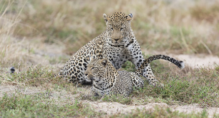 Male and female leopard mating on grass in nature