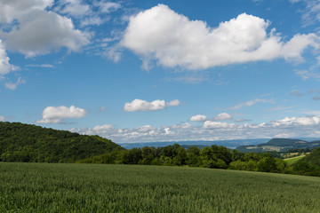 Weizenfeld in der Natur