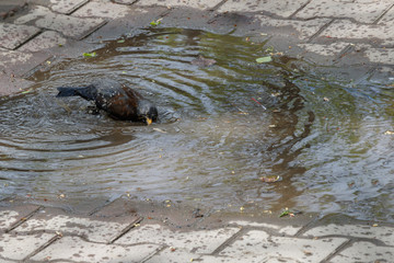 Bird bathing in a puddle