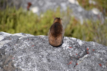 A funny hyrax sitting on a stone at the Table Mountain in Cape Town in South Africa