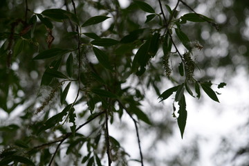 Salix Alba Weißweide