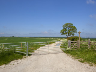 Fototapeta premium limestone track and ash tree