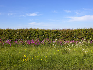 hedgerow and wildflowers