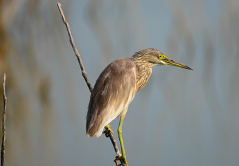 Indian Pond Heron