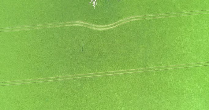 Arbre foudroy&eacute; dans un champs d'orge Eure et Loire