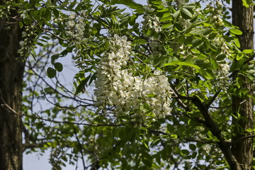 Branch with fresh bloom  of acacia-tree or common locust flower in park, Sofia, Bulgaria  