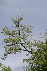 Branch with fresh bloom  of acacia-tree or common locust flower in park, Sofia, Bulgaria