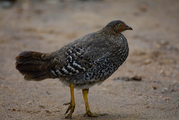 Srilanka Jungle Fowl