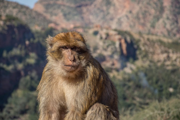 Monkey Business in Morocco