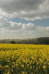 Big fields of yellow rapeseed and the blue sky with clouds