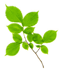 Branch with green leaves on a white