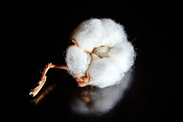 white cotton flower on dark wooden table
