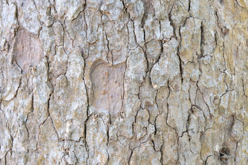bark of tree texture , soft focus