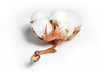 cotton flower on white background