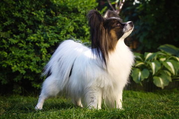 Dog in profile
