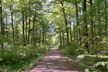 Waldweg sonnendurchflutet