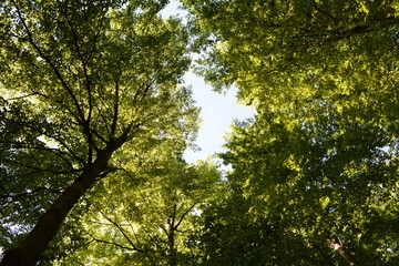 Fototapeta na wymiar Blick in grüne Bäume