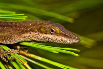 A colorful brown anole lizard pokes its head out from the safety of a clump of pine needles in search of insect prey.