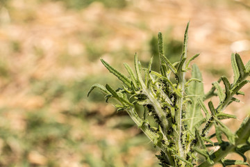 Thistle on the field with a lot of plant lice