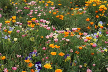 Campo de flores en parque Xoxitla