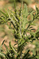 Thistle on the field with a lot of plant lice