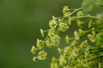 Ribes rubrum flowers on close up. Bright shop. Spring in time.